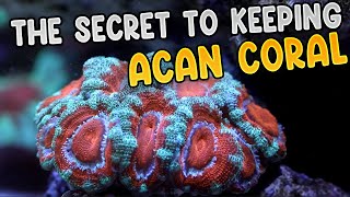 Care Tips For Keeping Acan Coral  Feeding My Coral  Acanthastrea lordhowensis Micromussa [upl. by Eiresed]