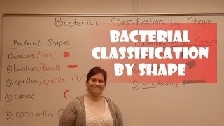 Shapes of bacteria  Morphology of bacteria  cocci bacilli and spirilla classification of bacteria [upl. by Ambrosi]