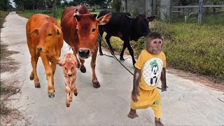 Best moments cow Best funny CUTIS amp Cows [upl. by Maxfield]