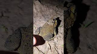 Toads and Frogs compilation funny  tenge tenge frog funny  Funny frog jumping  Tep longheng funny [upl. by Eneleoj]