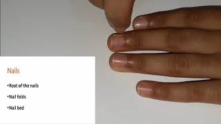 What are skin appendages Nail folds  Nail bed  Root of the nail [upl. by Jeffry]