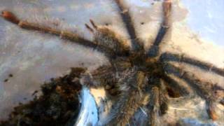 Tarantula Feeding Video 108  With a New T [upl. by Eidarb]