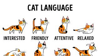 HOW TO UNDERSTAND YOUR CAT BETTER [upl. by Alleunam]