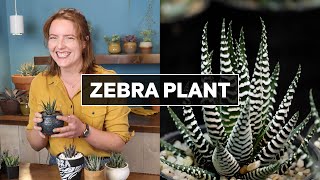 Zebra Plant Succulent  What You Need to Know [upl. by Ludewig]