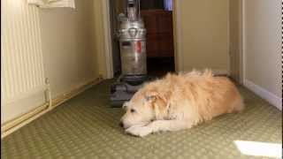 Dog Vs Hoover  Vacuum Cleaner [upl. by Towers766]