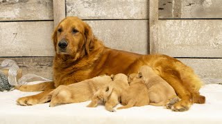 Welpen beim Spielen 😍😍🐕 goldenretriever puppy dog [upl. by Materi]