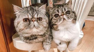 British Shorthair Cat amp Exotic Shorthair Cat  Cats Meowing  Cat Sounds amp Cat Noises [upl. by Ohploda283]