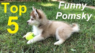 5 funny things Pomskies do five things to expect when you get a Pomsky puppy [upl. by Nacim557]