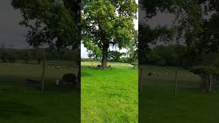 RARE BREED HERITAGE HERDWICK SHEEP IN A FIELD NEAR RICHMOND [upl. by Ititrefen]