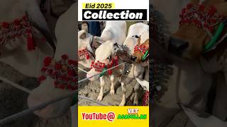 Eid ul Azha 2025 bachriyan collection  Cow mandi halani [upl. by Ferne]