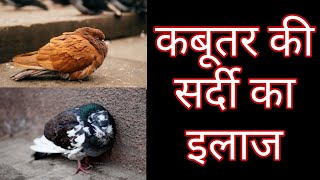 kabutar ka Sardi kaise theek karen  कबूतर की सर्दी का इलाज 👍 [upl. by Griffith]