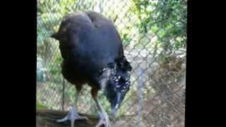 great curassow crax rubra [upl. by Attenad]