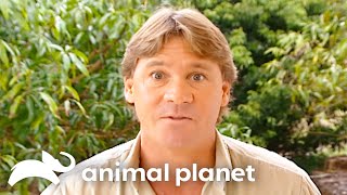 Steve Irwins Unbelievable Encounters with Snakes and Sharks  Crocodile Hunter  Animal Planet [upl. by Lered]