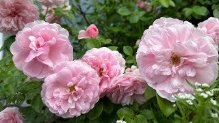 Garden is looking so beautiful A Tour of all the blooms Roses 🌹 Alyssum 🌸 Peonies 🌸 poppies 🌸 [upl. by Annahsor]