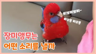 삐뽀삐뽀 우는 앵무새가 있다  장미앵무 울음소리  crimson rosella sounds [upl. by Einnahc464]