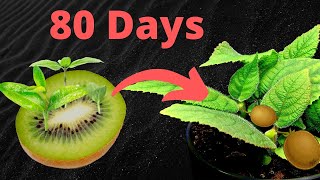 Growing KIWI Plants From Seed Time Lapse  82 Days Plant Timelapse [upl. by Errised165]