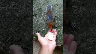 Squirrel Lovely 🐿️ 5  Panchikkal Surendranshorts youtube music [upl. by Idurt]