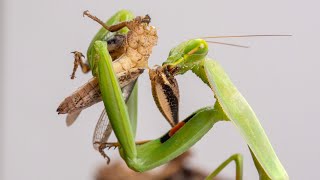 Praying Mantis makes short work of a Grasshopper  TIMELAPSE [upl. by Llenil]