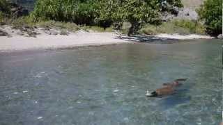 Swimming Komodo dragon in Indonesia [upl. by Etnauj]