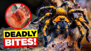 10 Most Dangerous SPIDERS You Should Avoid [upl. by Zimmermann]