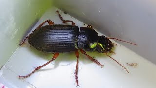 Kvapník plstnatý  Harpalus rufipes Strawberry Seed Beetle [upl. by Wil]