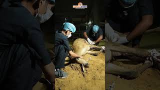 NilGai Rescue  Meerut Uttar Pradesh  Gokul Dham Mahatirth [upl. by Shara]