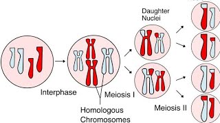 Meiosis [upl. by Nosnej]