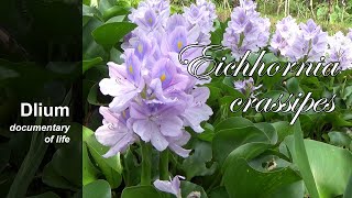 Common water hyacinth Eichhornia crassipes [upl. by Wolbrom]