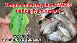 🔴ini dia ‼️ 7 umpan paling jitu untuk Mancing ikan Tawesbader  No 1 gacornya nggak ada obat❗️ [upl. by Sherrard434]