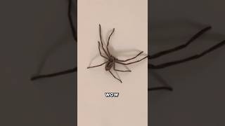 Seeing A Huntsman Spider For The First Time 😱 [upl. by Ninel]