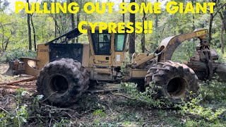 Pulling some giant cypress with the 620D Tigercat swamplogging [upl. by Amliw653]