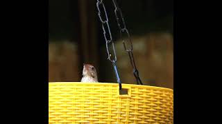 Common TailorBird  दर्जिन चिड़िया [upl. by Anileve]