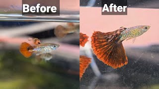 By Far The Simplest And Best Way To Groom Guppies [upl. by Ardie87]