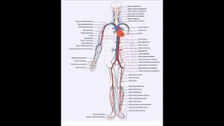 Układ krwionośny człowieka [upl. by Enymsaj]