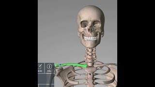 Clavicle  Why Clavicle is Called Modified Long Bone  Anatomyconcept [upl. by Emlyn]