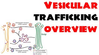 Vesicle trafficking  vesicle transport in cell [upl. by Aenat955]