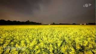 Canola Field  Slider Timelapse  Zeitraffer Video  Laps De Temps  Lapso De Tiempo  微速度撮影 [upl. by Tega]