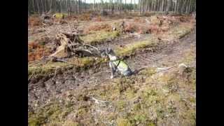 Schnauzer shotgun shots seeking and tracking things [upl. by Scarrow]