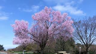 CHERRY BLOSSOM  Hana Rentaro Taki arr by AYashiro flute  Kirio Matsuda [upl. by Enitselec540]