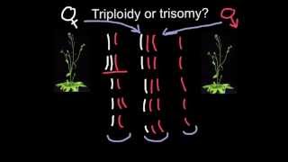 Triploidy or Trisomy what is the difference [upl. by Boyden]