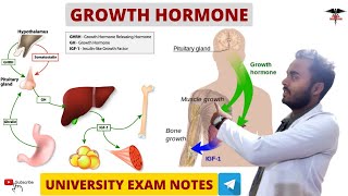 Growth Hormone  Endocrine Physiology [upl. by Fusco]