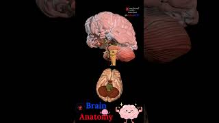 BRAIN ANATOMY 🧠 STRUCTURES DISSECTION 🤯 MEDICAL ARTS 🎥SHORTS [upl. by Caughey]