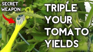 How to pollinate tomatoes by hand amp get Huge Tomato Yields [upl. by Deidre]