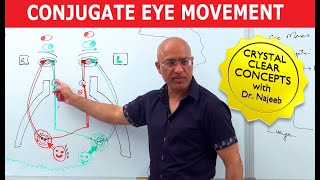 Saccades  Conjugate Eye Movement [upl. by Adneram255]