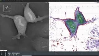 Mitosis of FRCs [upl. by Flaherty997]