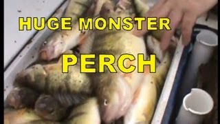 HUGE MONSTER YELLOW PERCH FISHING [upl. by Yecal]