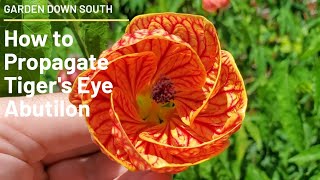 How To Propagate Tigers Eye Abutilon [upl. by Richey]