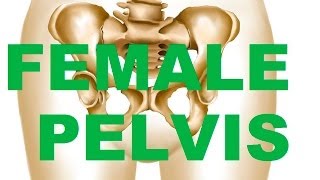 Female Bony Pelvis Types  In relation to CHILDBEARING [upl. by Alaet279]