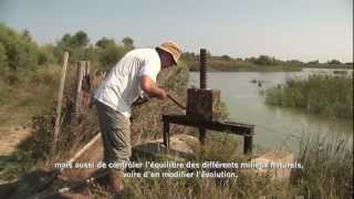 La Camargue et le Parc naturel régional de Camargue [upl. by Lupien]