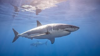 Barcelona Aquarium de Barcelona Aquapark shark [upl. by Averir452]